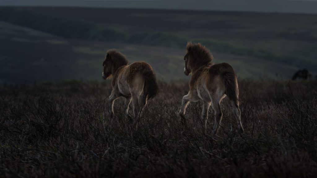 Marc Lubetzki - Wildpferde Die letzten Exmoor Ponys