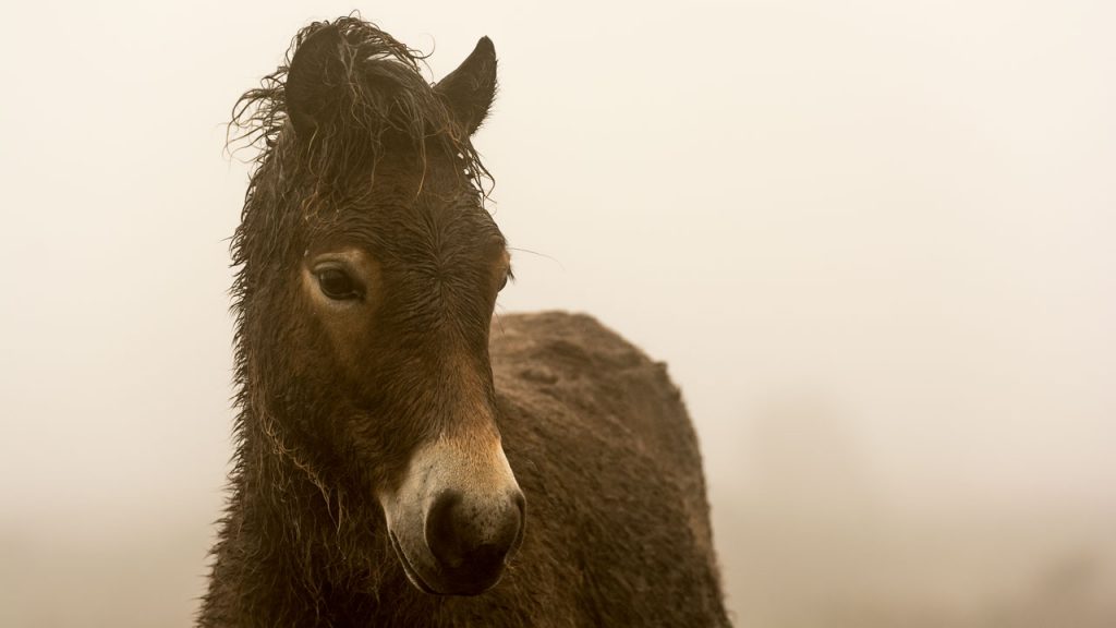 Marc Lubetzki - Wildpferde Die letzten Exmoor Ponys