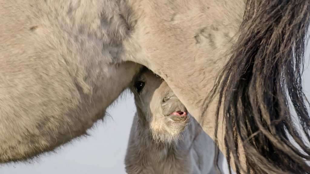 Marc Lubetzki - Wildpferde Natürliches Pferdeverhalten