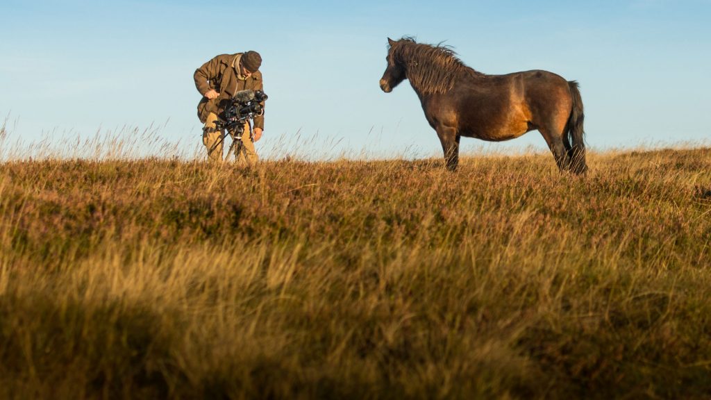 Marc Lubetzki - Wildpferde Von London nach Somerset
