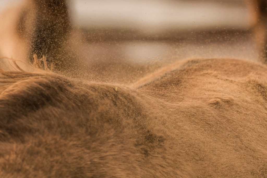 Marc Lubetzki - Wildpferde Sahara Sun