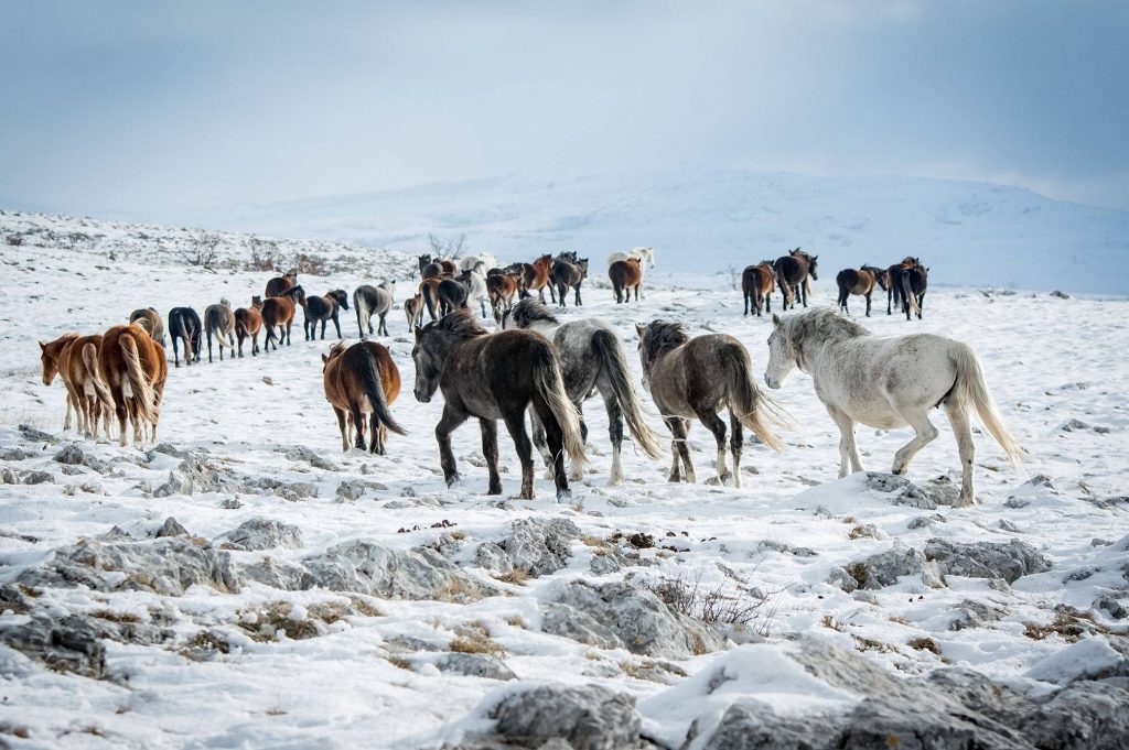Marc Lubetzki - Wildpferde Winter bei den Wildpferden in Bosnien