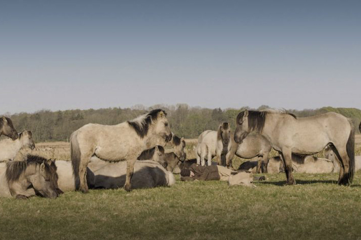 Marc Lubetzki - Wildpferde Natürliches Pferdeverhalten