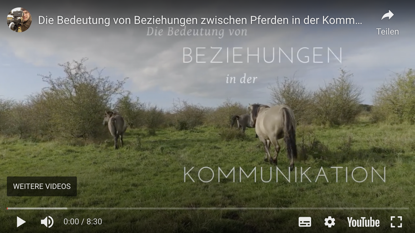Video über Kommunikation zwischen Pferden