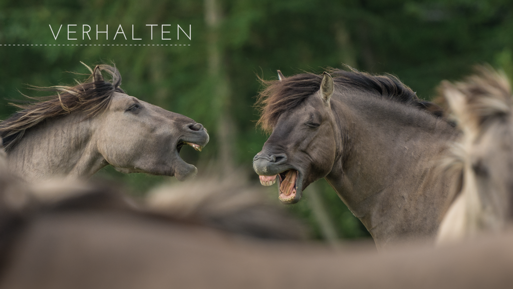 Marc Lubetzki - Wildpferde Pferde hassen Langeweile und lieben Routine – ein Widerspruch?