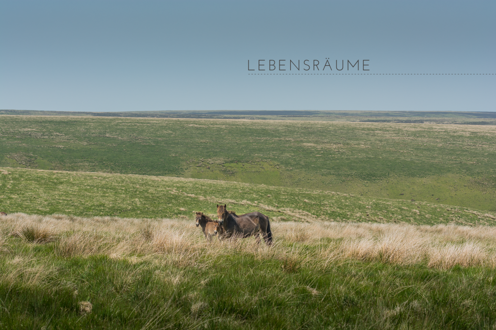 Exmoor-Ponys auf großen Weiden