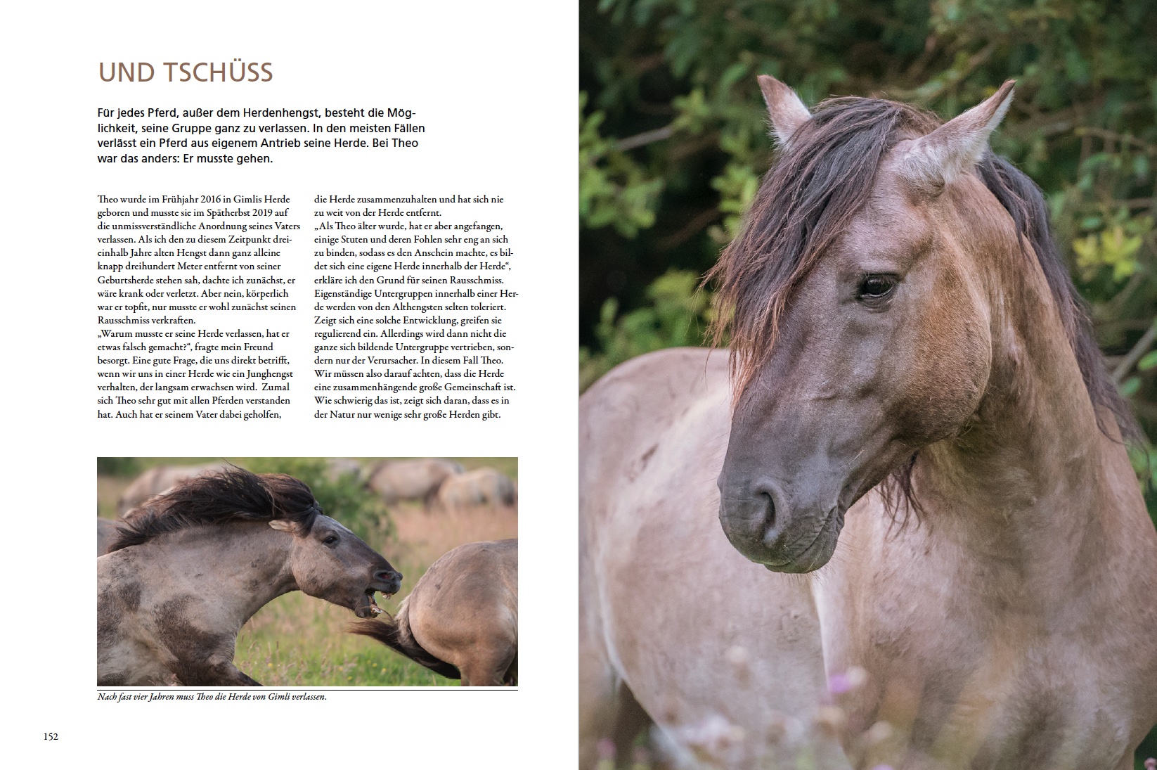 Marc Lubetzki - Wildpferde Buch - Im Gespräch mit wilden Pferden