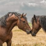 Worauf Pferde beim Nasenkontakt achten