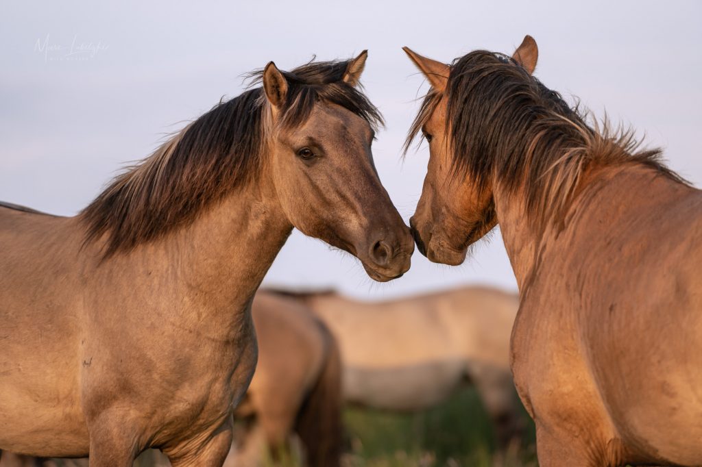 Sozialkontakt zwischen zwei Pferden