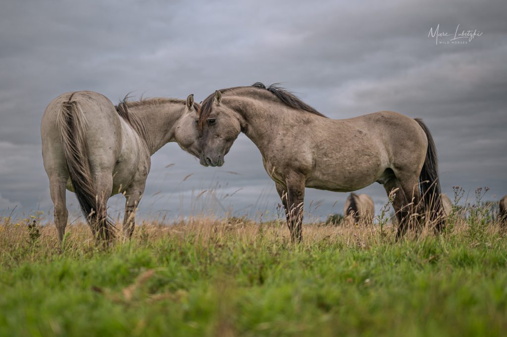 Foto aus dem Buch Im Gespräch mit wilden Pferden