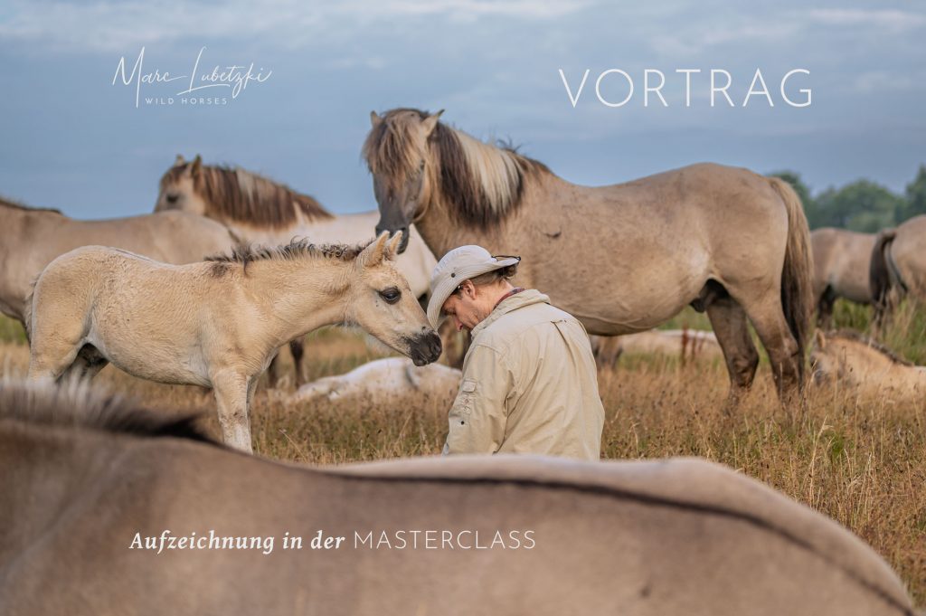 Marc Lubetzki - Wildpferde Worauf Pferde beim Nasenkontakt achten