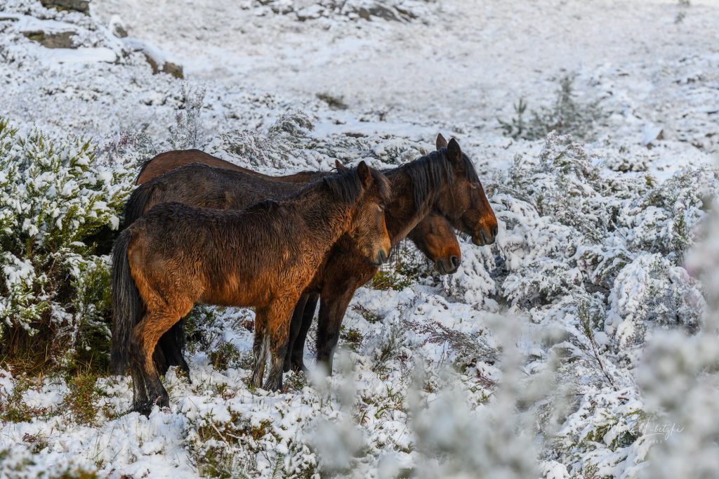Marc Lubetzki - Wildpferde Das Ruheverhalten von Wildpferden im Winter