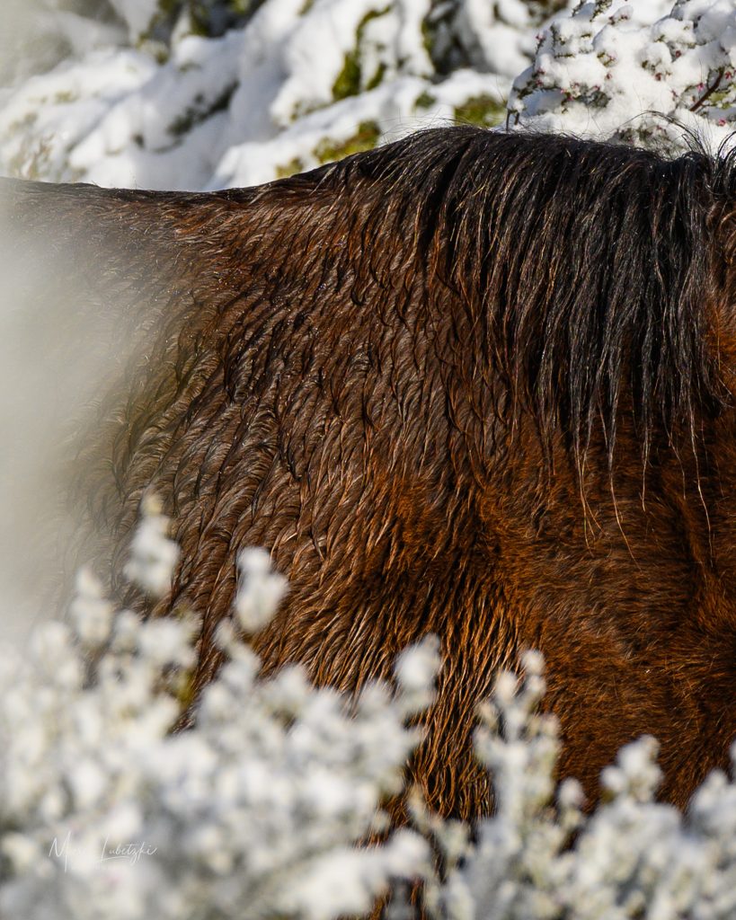 Marc Lubetzki - Wildpferde Das Ruheverhalten von Wildpferden im Winter