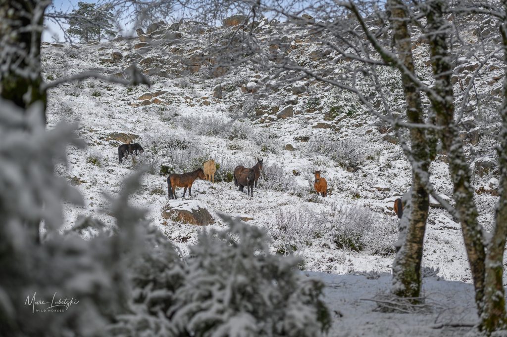 Das Ruheverhalten von Wildpferden im Winter