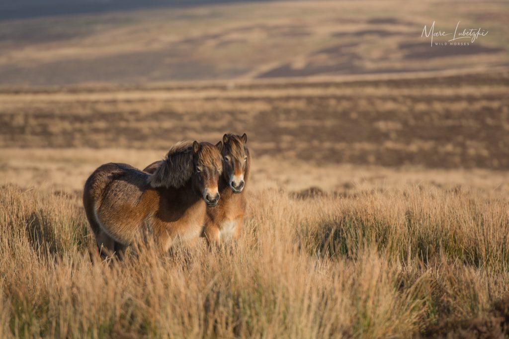 Welche Beziehung hast du zu deinem Pferd? 3 Exmoor-Ponys