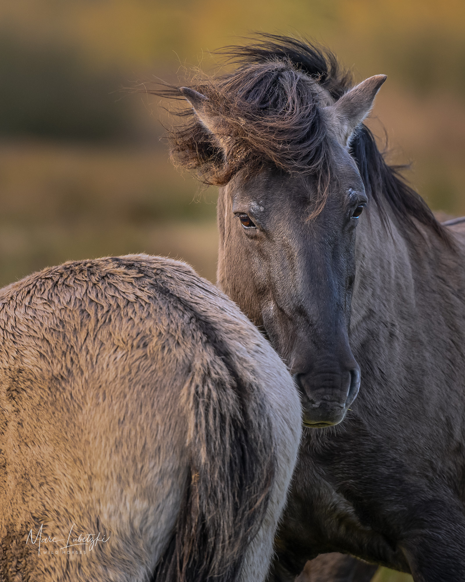 Tag-und-Nacht-Gleiche: die Welt im Gleichgewicht 5 Wildpferd mausgraues Fell
