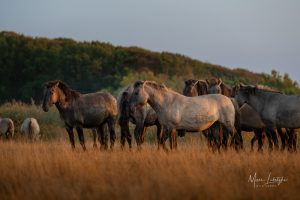 Blog 57 Tagundnachtgleiche bei Koniks