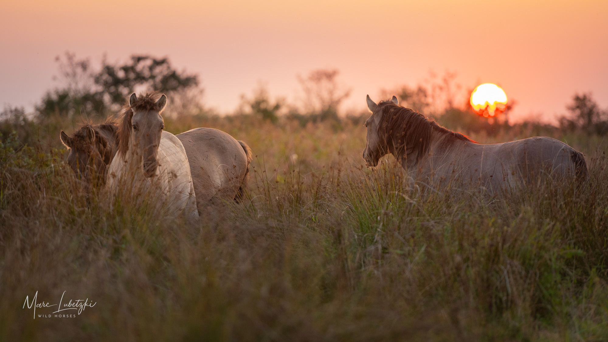 Tag-und-Nacht-Gleiche: die Welt im Gleichgewicht 4 Wildpferde bei Sonnenuntergang
