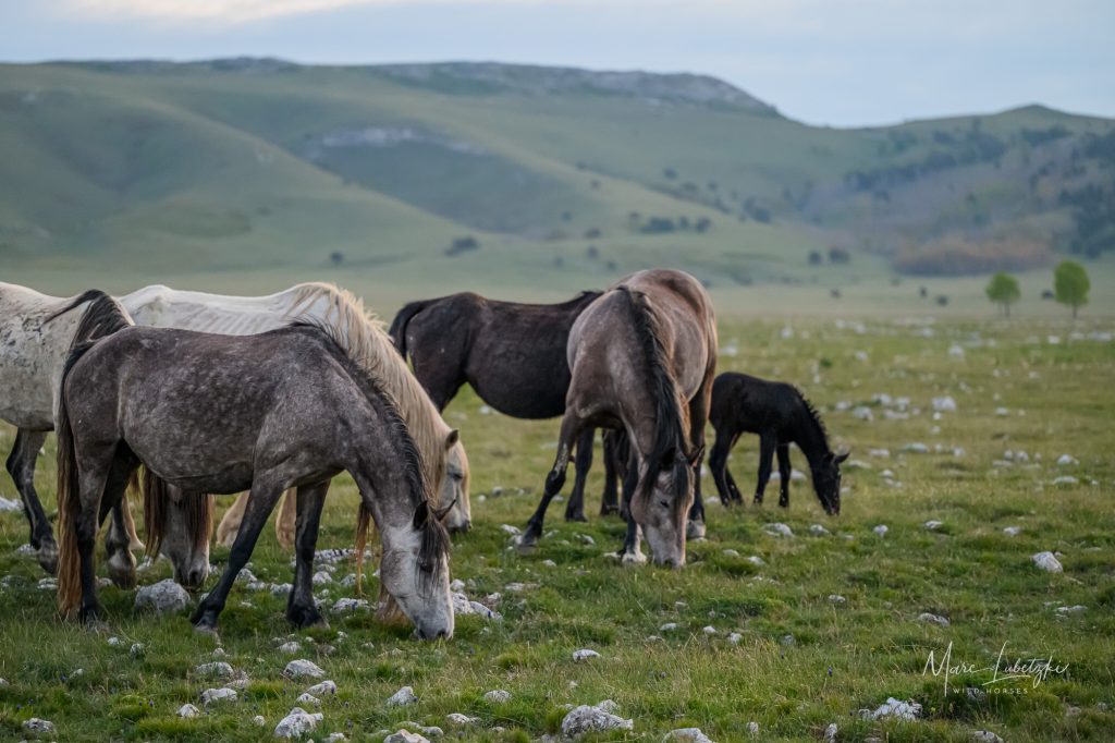 Welche Beziehung hast du zu deinem Pferd? 1 Wildpferde beim Grasen.