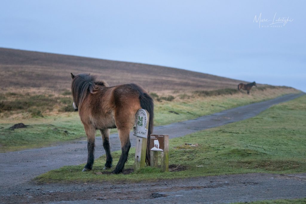 Exmoor Pony im Exmoor Nationalpark