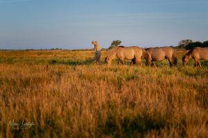 Marc Lubetzki - Wildpferde Blog