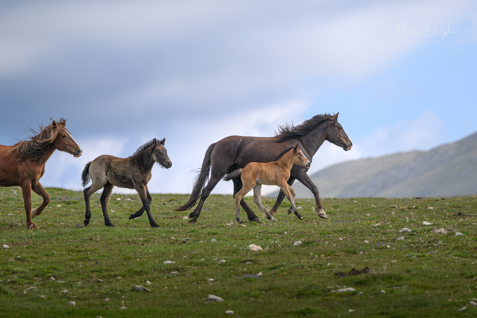 Marc Lubetzki - Wildpferde Pferdesprache statt Konditionierung