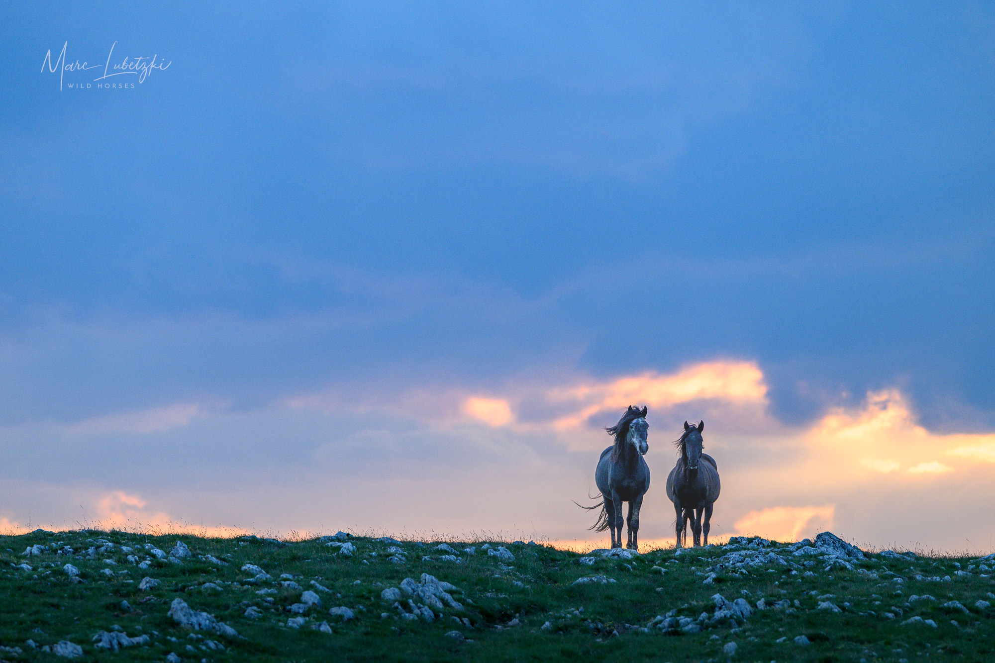 Wildpferde im Abendlicht