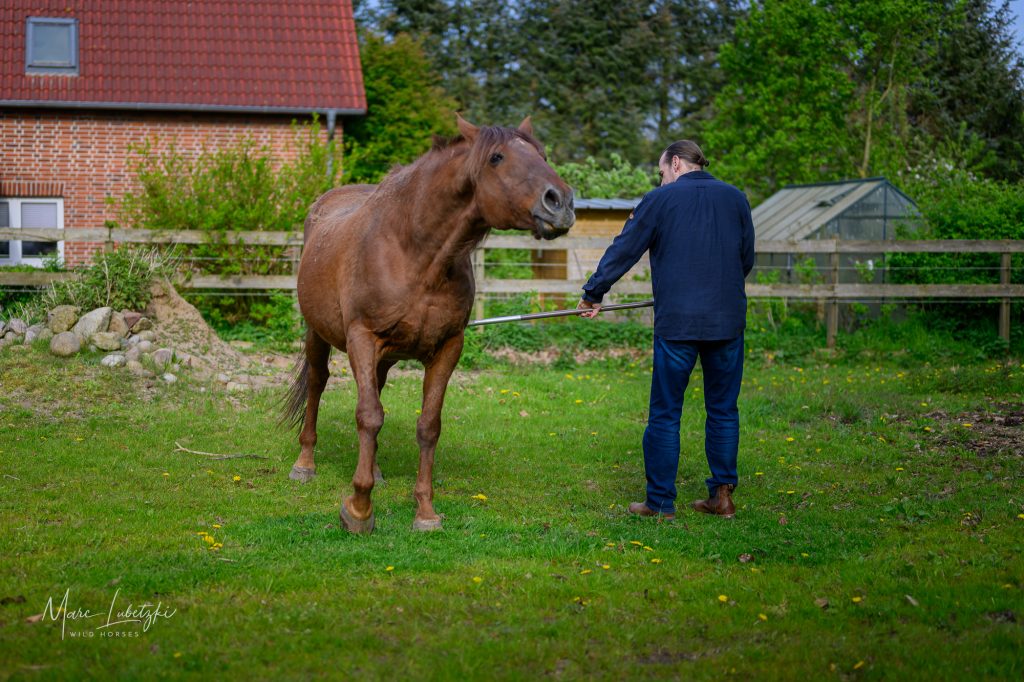 Soziale Fellpflege Pferd und Mensch