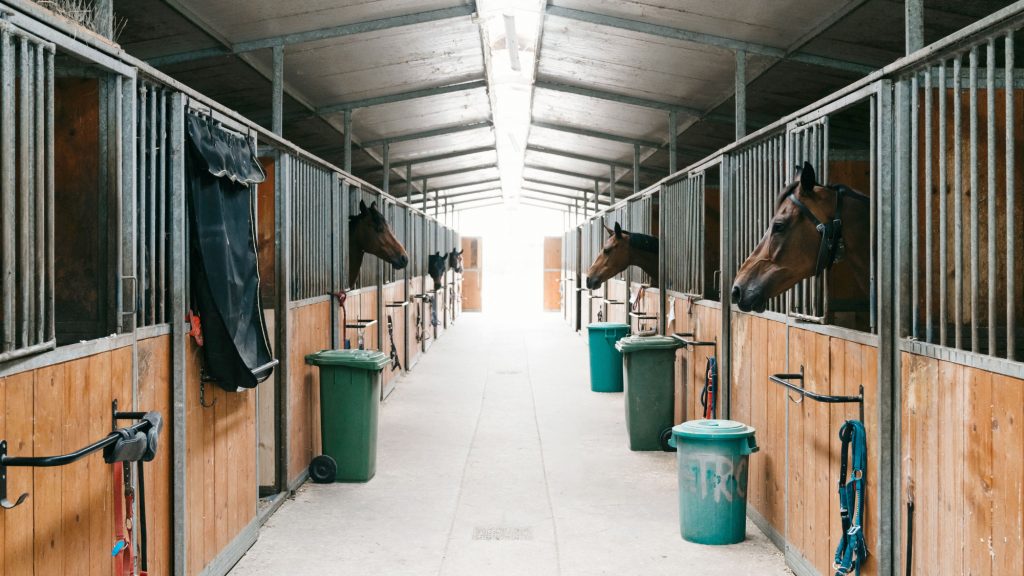 Marc Lubetzki - Wildpferde Über mich