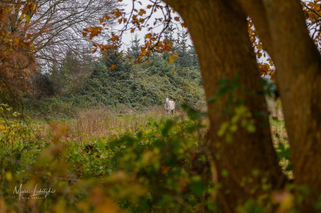 Marc Lubetzki - Wildpferde Über mich