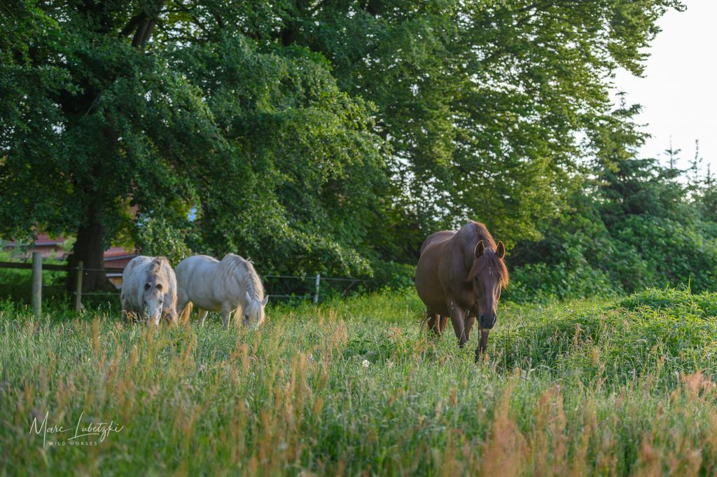 Marc Lubetzki - Wildpferde Über mich