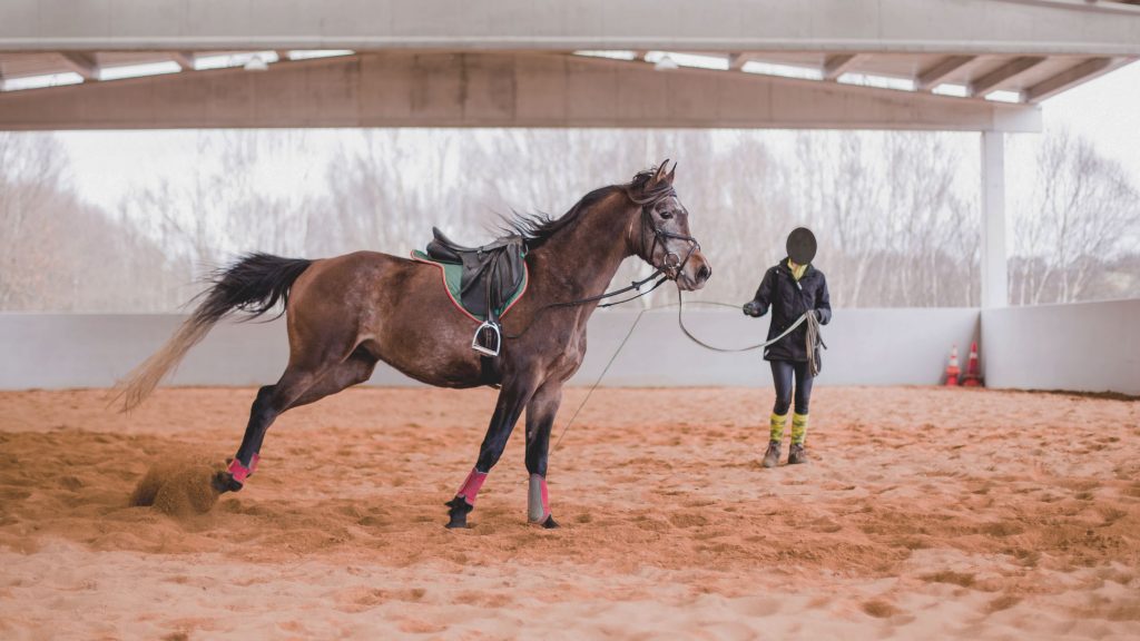 Marc Lubetzki - Wildpferde Über mich