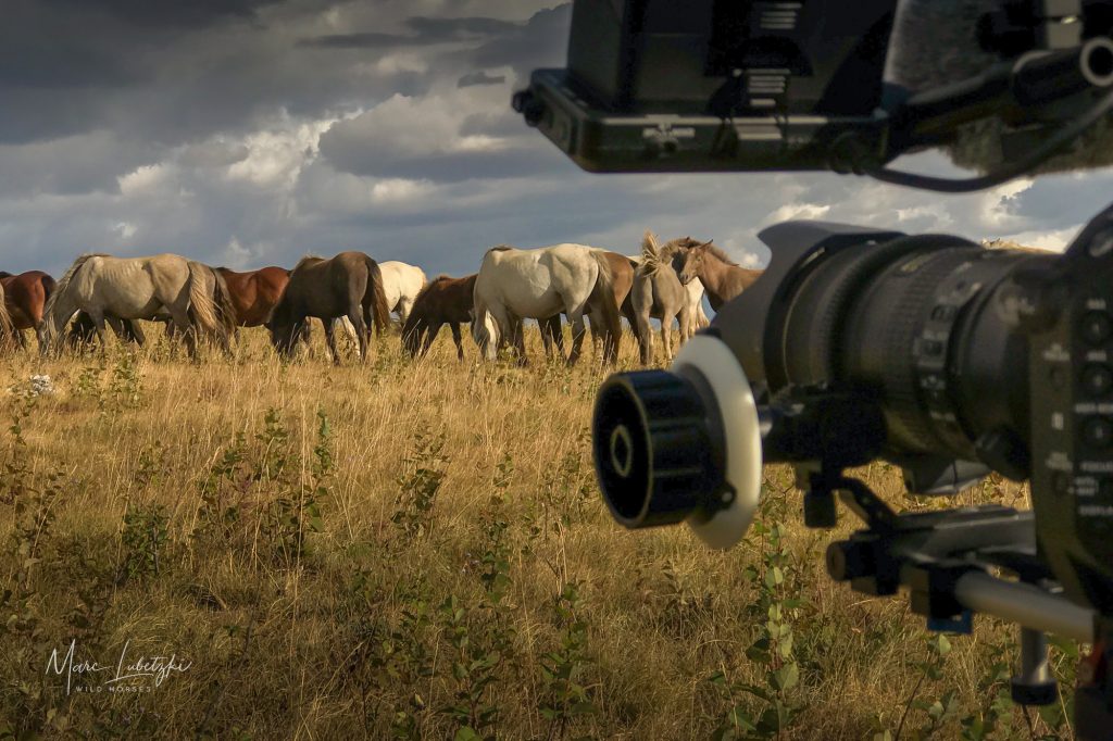 Marc Lubetzki - Wildpferde Über mich