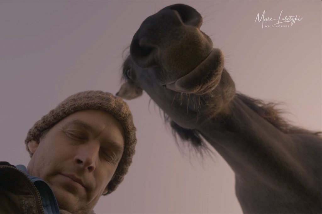 Marc Lubetzki - Wildpferde Über mich